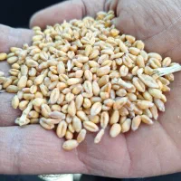 خریدجووگندم