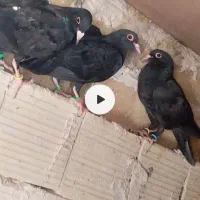 کفتر