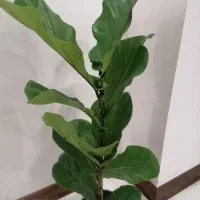 فیکوس لیراتا|گل و گیاه طبیعی|ارومیه, |دیوار