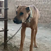 سگ نگهبان|سگ|کاشمر, |دیوار