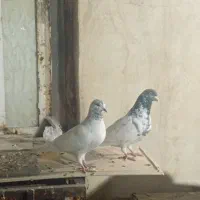 کبوتر شیخی|پرنده|اهواز, امانیه|دیوار