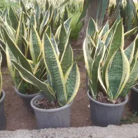 کافه گل ها|گل و گیاه طبیعی|کرج, اصفهانی‌ها|دیوار