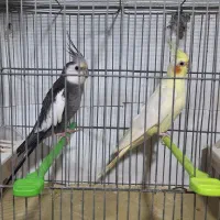 عروس هلندی