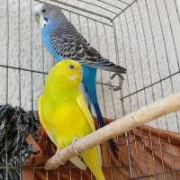 پرنده مرغ عشق