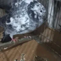 فروش کفتر