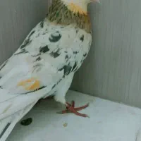کفتر
