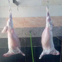 لاشه و  آلایش بره و بزغاله کشتار در لحظه