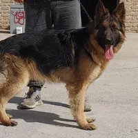 سگ ژرمن شپرد تربیت شده