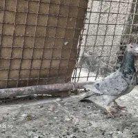 کبوتر سار|پرنده|مشهد, شیرحصار|دیوار