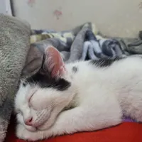 گمشده