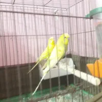 مرغ عشق|پرنده|مسجد سلیمان, |دیوار