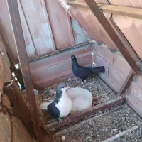 کفتر پرشی رنگی