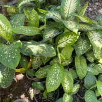 گل دیفن باخیا|گل و گیاه طبیعی|رشت, سعدی (تختی)|دیوار