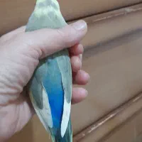 طوطی برزیلی خوشرنگ|پرنده|تهران, باشگاه نفت|دیوار