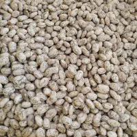 لوبیا محلی تازه