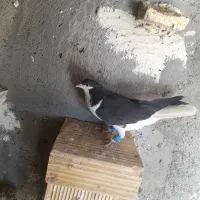 خوشرنگ ماده جنس