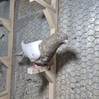 کبوتر چپ‌مگسی کله مشکی صید