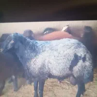گوسفند نر