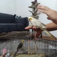 عروس هلندی|پرنده|رشت, جماران|دیوار