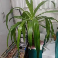 گل اشک ملکه فقط۳۰۰