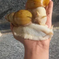 حلزون البینو و اچاتینا