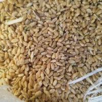 گندم و کاه سفید