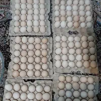 تخم مرغ محلی (شمالی)|خوردنی و آشامیدنی|شیراز, فرگاز|دیوار