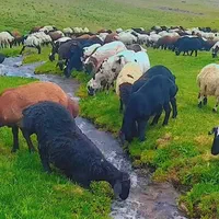 گوسفند زنده درتهران|حیوانات مزرعه|تهران, مجیدیه|دیوار
