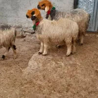 7عدد میش آبستن جوان