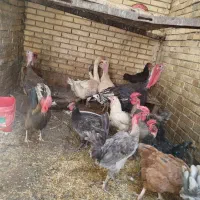 مرغ و خروس