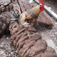 ۲ عدد خروس محلی کاملا سالم و جوان (باشت)|حیوانات مزرعه|باشت, |دیوار