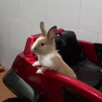 ماشین شارژی دو موتوره تمیز|اسباب‌‌بازی|حمیدیا, |دیوار