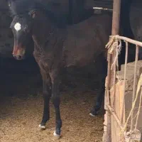 کره نریون اسب.عرب خالص خوزستان|اسب و تجهیزات اسبسواری|شوشتر, |دیوار