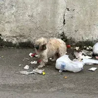 این سگ گمشده‌ی کسی نیست آیا|حیوانات|آستارا, |دیوار