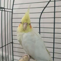 عروس هلندی ماده