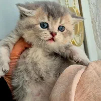 بریتیش بلو گلد|گربه|کرج, فاز ۲ مهرشهر|دیوار