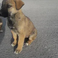 توله سگ ماده سرابی اصیل