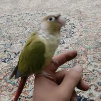 طوطی|پرنده|تهران, صد دستگاه|دیوار