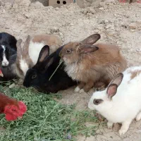 خرگوش نر و ماده|موش و خرگوش|زهک, |دیوار