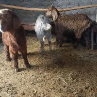 بزغاله آذوقه خور /علف خور/ 2نر یک ماده