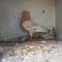یک عدد کبوتر ماده کله دار زرد