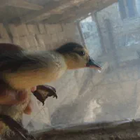 فروش جوجه اردک اسرائیلی ۷روزه