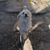 سک پا کوتاه|سگ|اردبیل, |دیوار