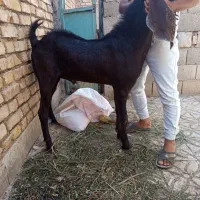 یک بز پاکستانی|حیوانات مزرعه|اصفهان, بهارستان|دیوار