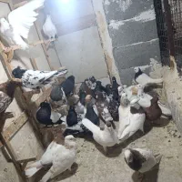 کفتر رنگه طوقی سینه کله ساده کلاغ|پرنده|مشهد, طلاب|دیوار