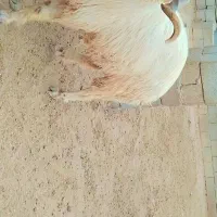 قوچ|حیوانات مزرعه|امیدیه, |دیوار