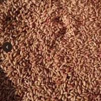 بذرگندم برای کاشت امسال