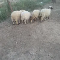 بره|حیوانات مزرعه|خرمشهر, |دیوار