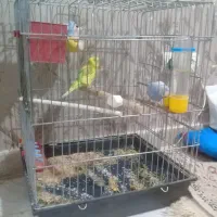 مرغ عشق جفت با قفس تجهیزات فوری فروشی