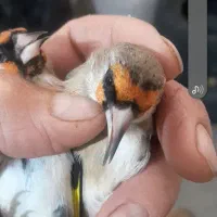 سهره نر اتیقه